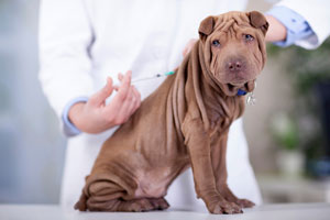 Ветеринар выполняет прививку собаке